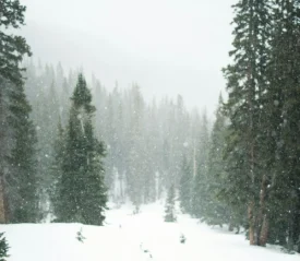 Snowfall drifting through a dense evergreen forest on a foggy winter day