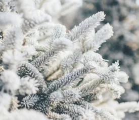 Close-up of snow‑covered evergreen branches glistening in soft winter light