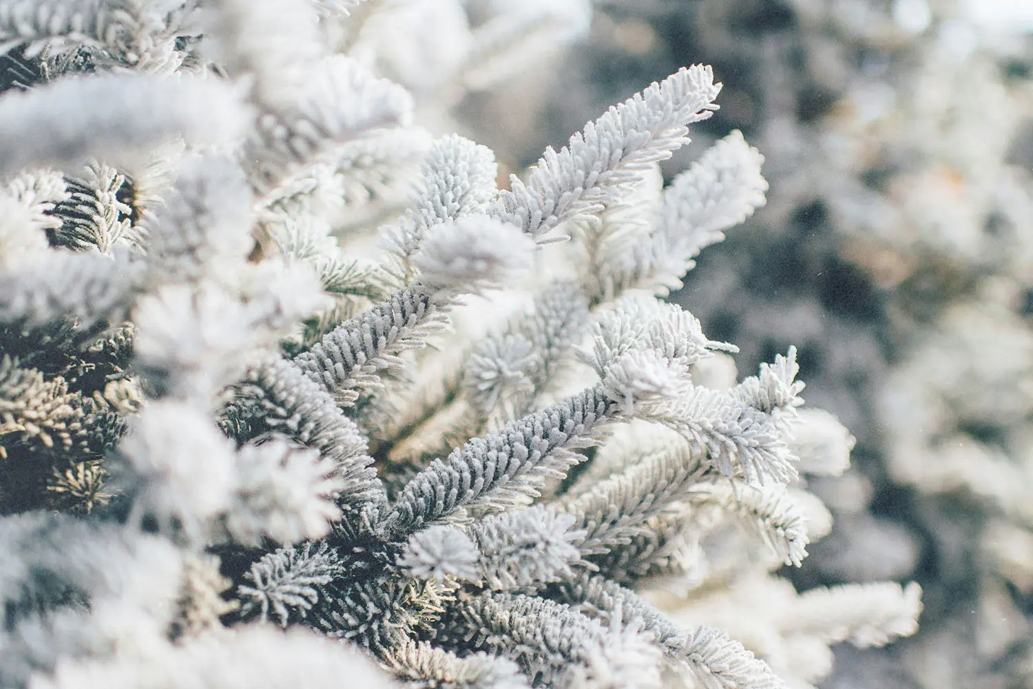 Close-up of snow‑covered evergreen branches glistening in soft winter light
