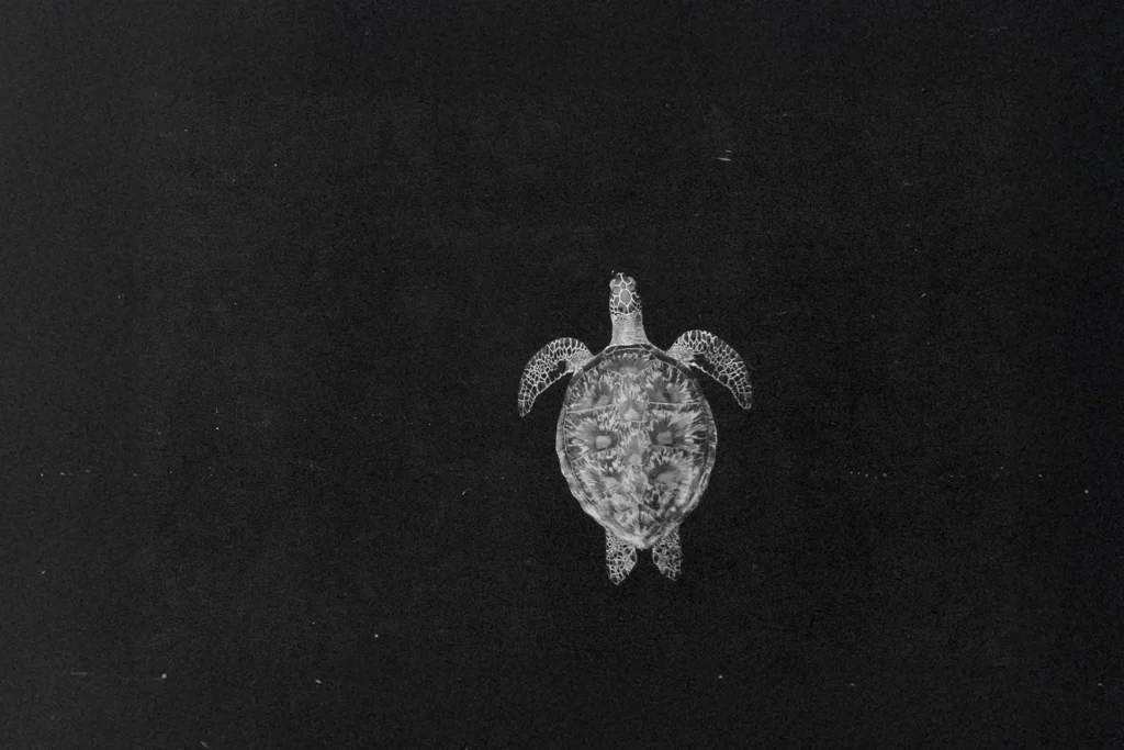 Aerial view of turtle in the water
