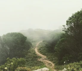 dirt road to top of hill in fog