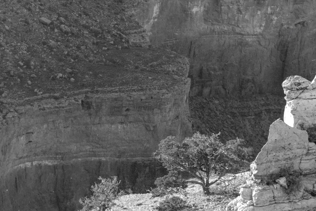 Trees and rocks on the edge of a rocky mountain