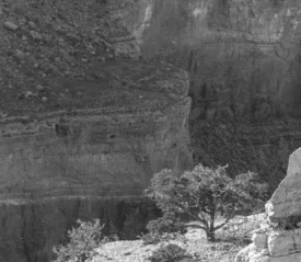 Trees and rocks on the edge of a rocky mountain