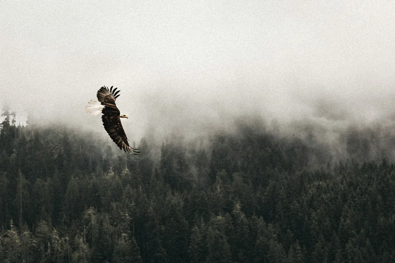 eagle soaring in the sky over a foggy forest