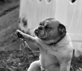 bulldog with eyes closed giving his paw