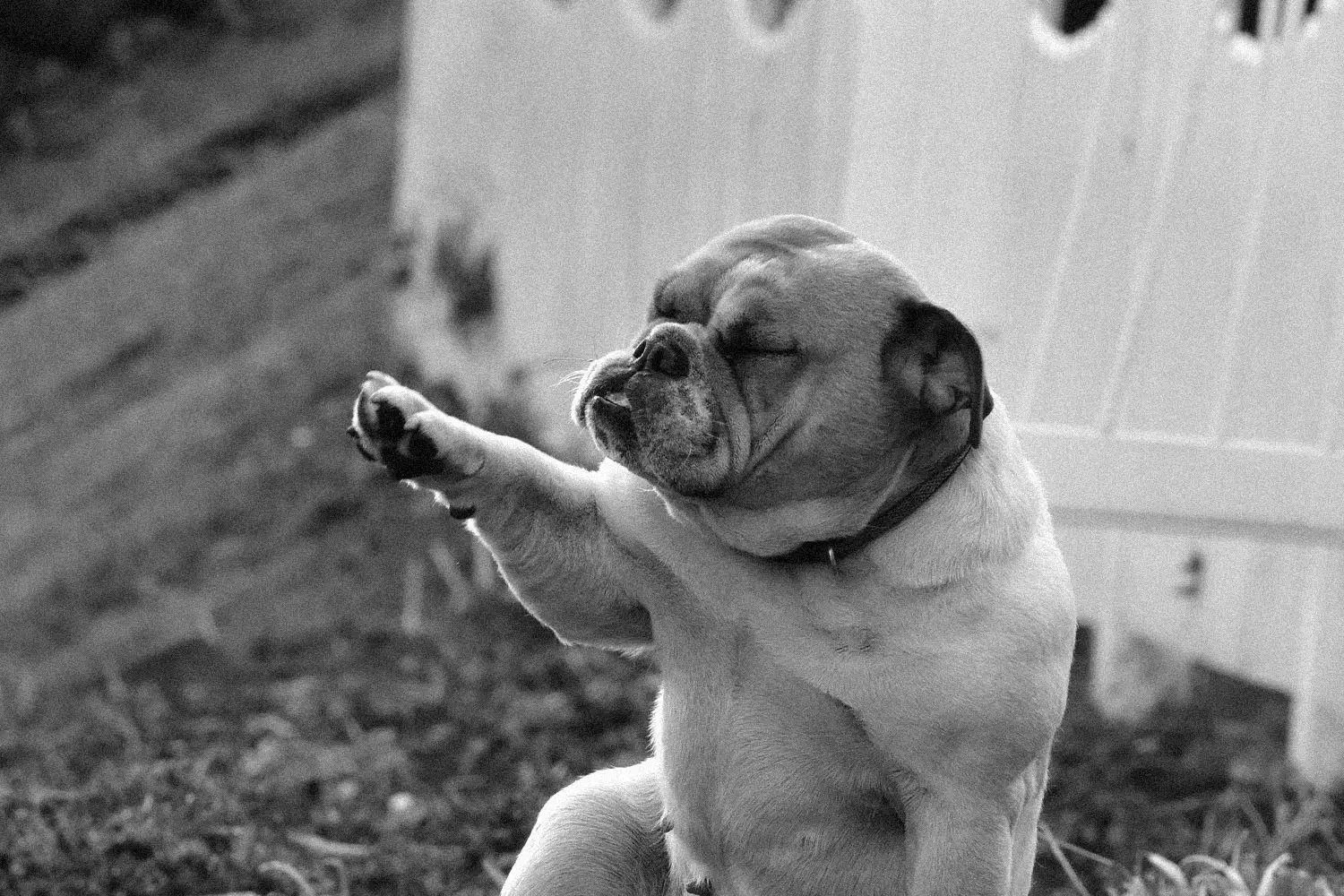 bulldog with eyes closed giving his paw