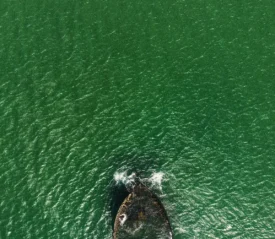 boat sinking into green water