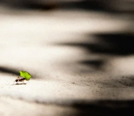 Tiny ant holding a green leaf