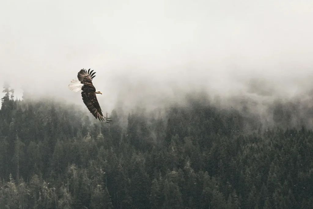 A bald eagle soars over a dense forest, with mist drifting through the treetops