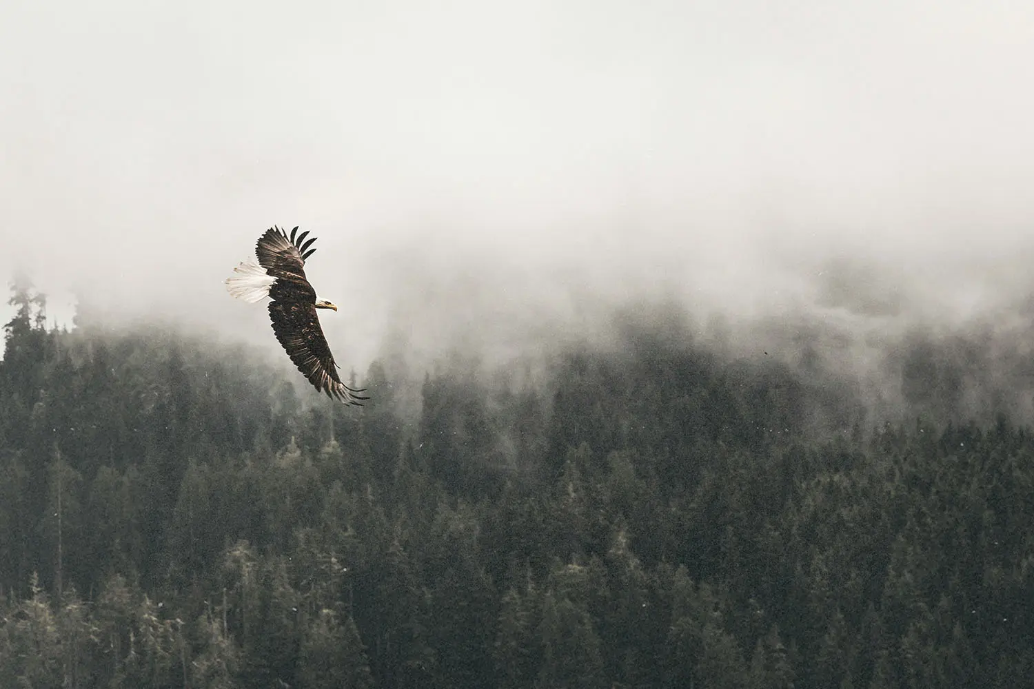 A bald eagle soars over a dense forest, with mist drifting through the treetops