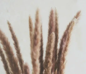 Close-up of soft, beige and brown dried grass plumes against a light neutral background
