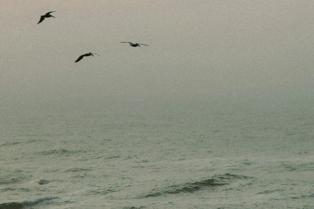 birds flying over water