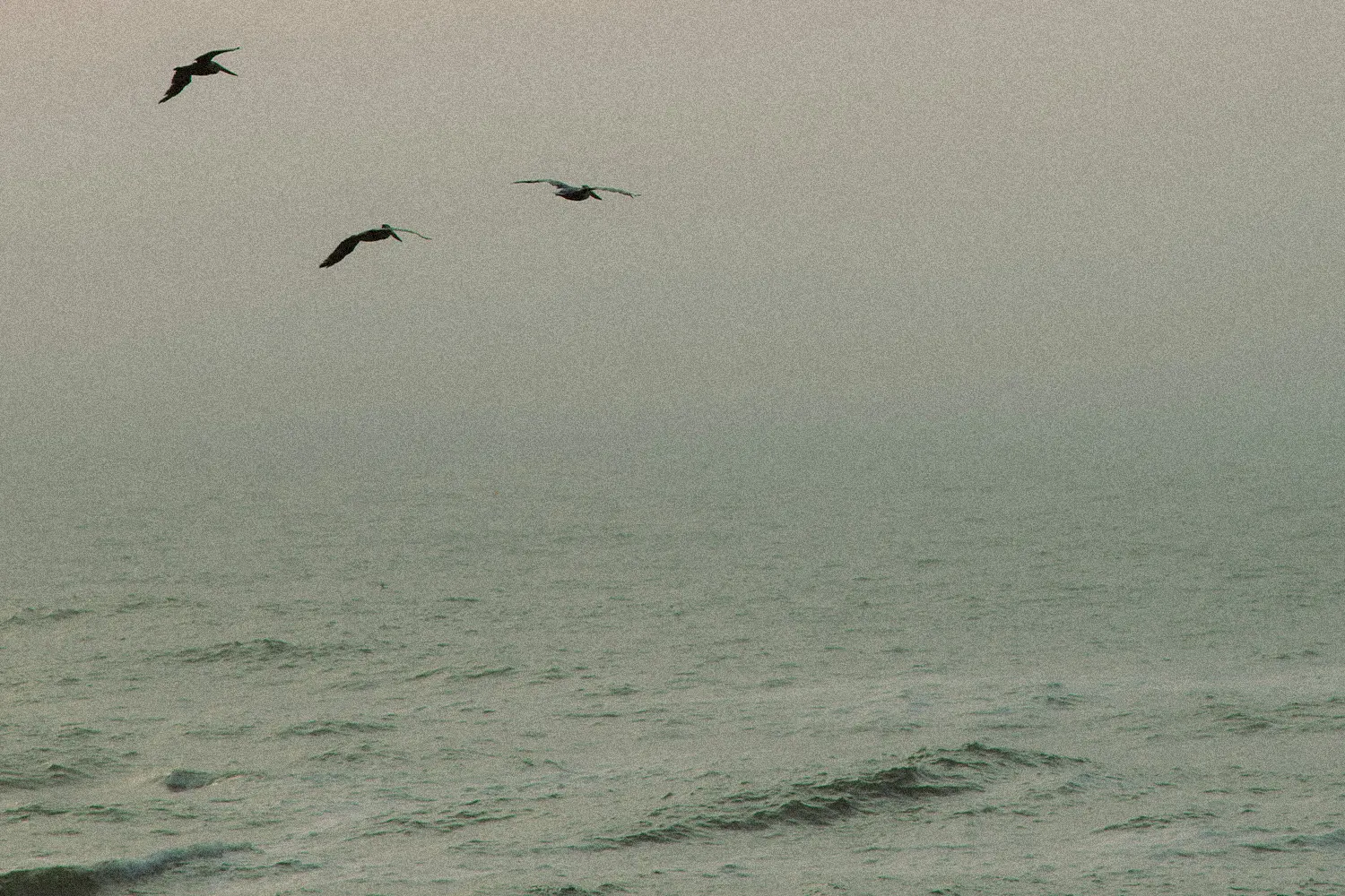 birds flying over water