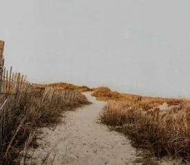 Sandy path winding through tall beach grasses toward low dunes under a pale sky