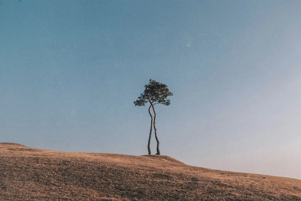 Two tall, slender trees stand together on a gently sloped hill beneath a clear blue sky