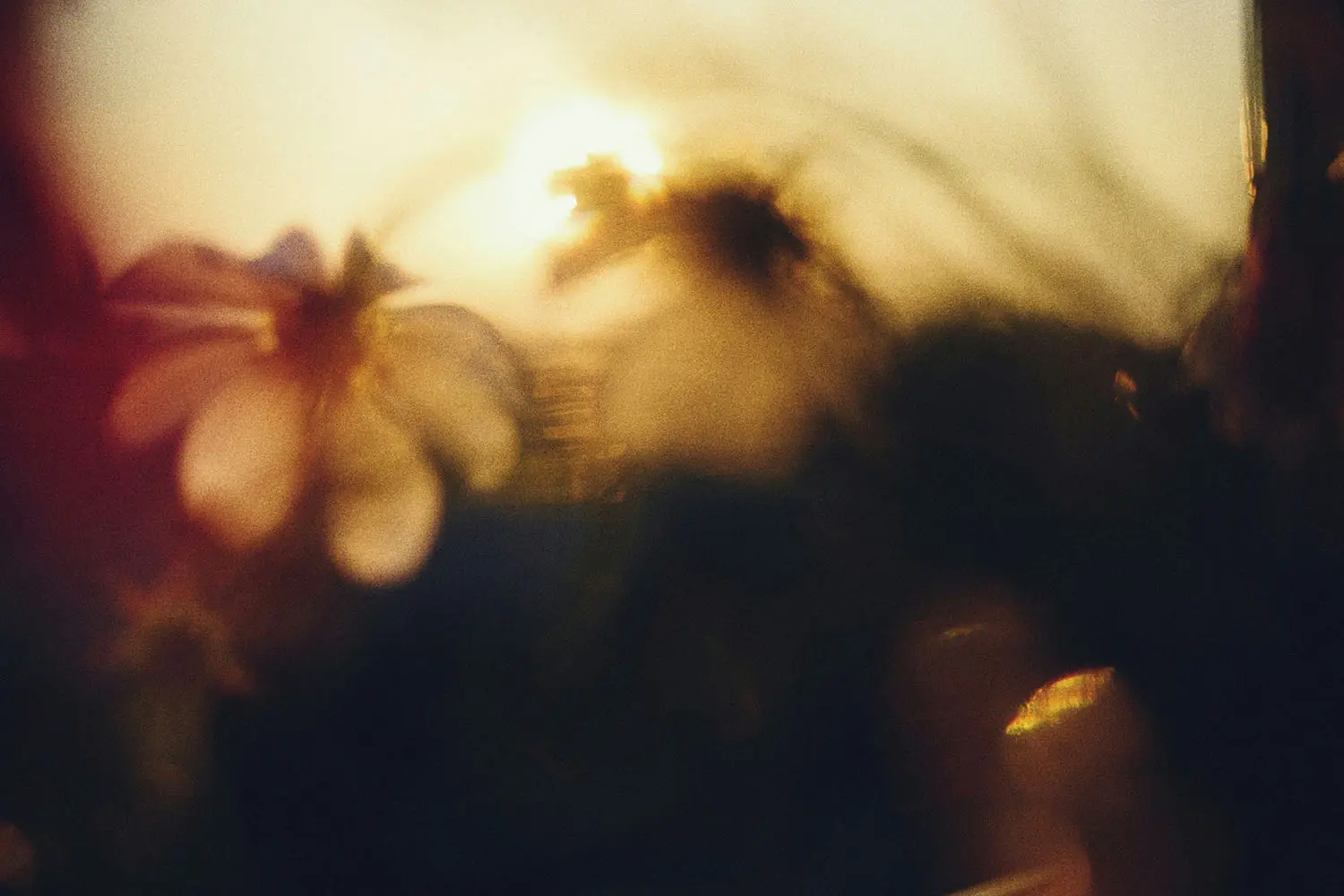 Blurred image of field of flowers