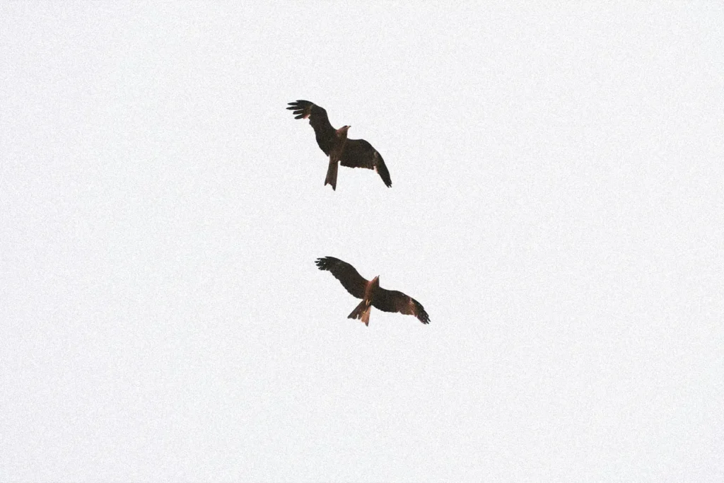 Underbellies of two birds flying through white skies