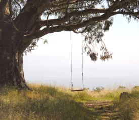 Empty rope swing suspended from a sprawling tree, set beside tall grass with distant sky and water meeting in the background
