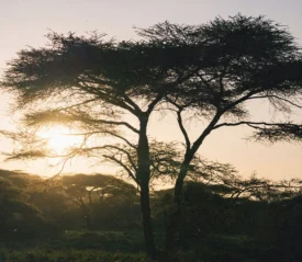 Sunset shining through tree line
