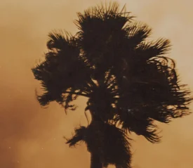 Palm tree blowing in wind with fire light in the background