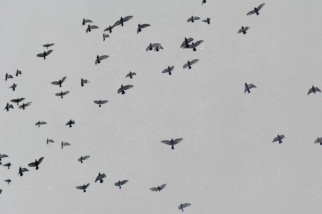 Sky full of birds