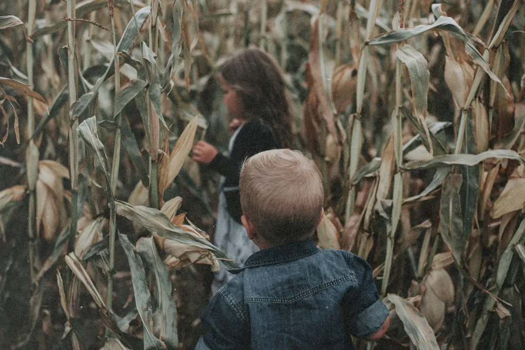 Two young children walk through tall, dry corn stalks in a dense cornfield