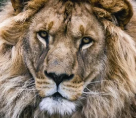 A lion facing the camera, showing power and representing authority