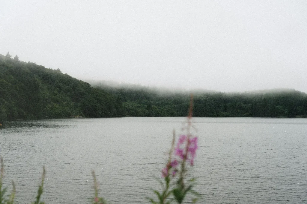 Calm lake surrounded by dense green forest with low fog drifting across the treetops, and soft pink wildflowers in the foreground