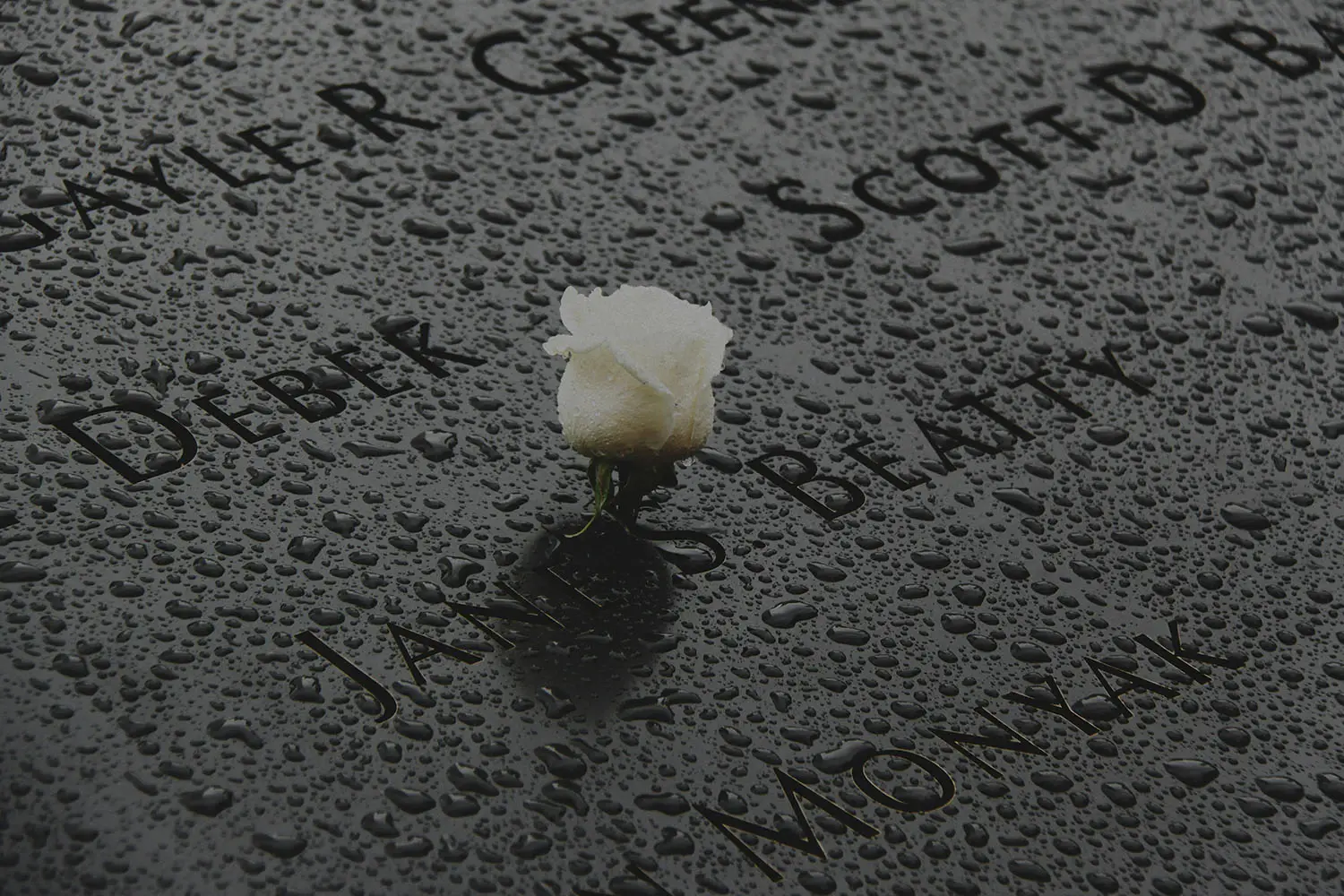 white rose on dark memorial with rain drops