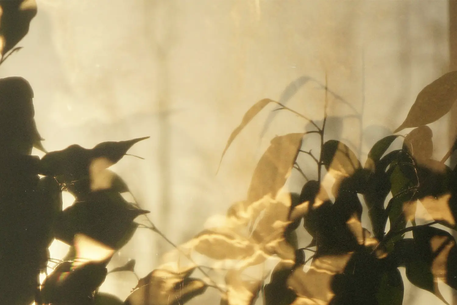 Giving Thanks Daily Improves Your Overall Health and Wellness