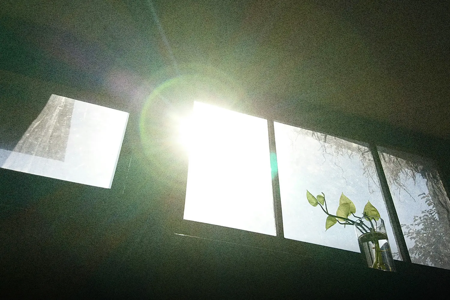 Sunlight shining through a window onto a small plant, symbolizing growth, peace, and the simple shifts that create a satisfied life.