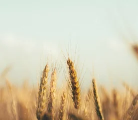 Golden wheat standing in a field under a soft sky.