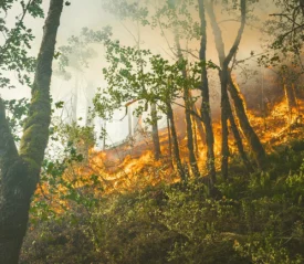 Wildfire burning through a California forest as flames rise among trees, symbolizing danger, faith under pressure, and trust in God’s protection during California wildfires.
