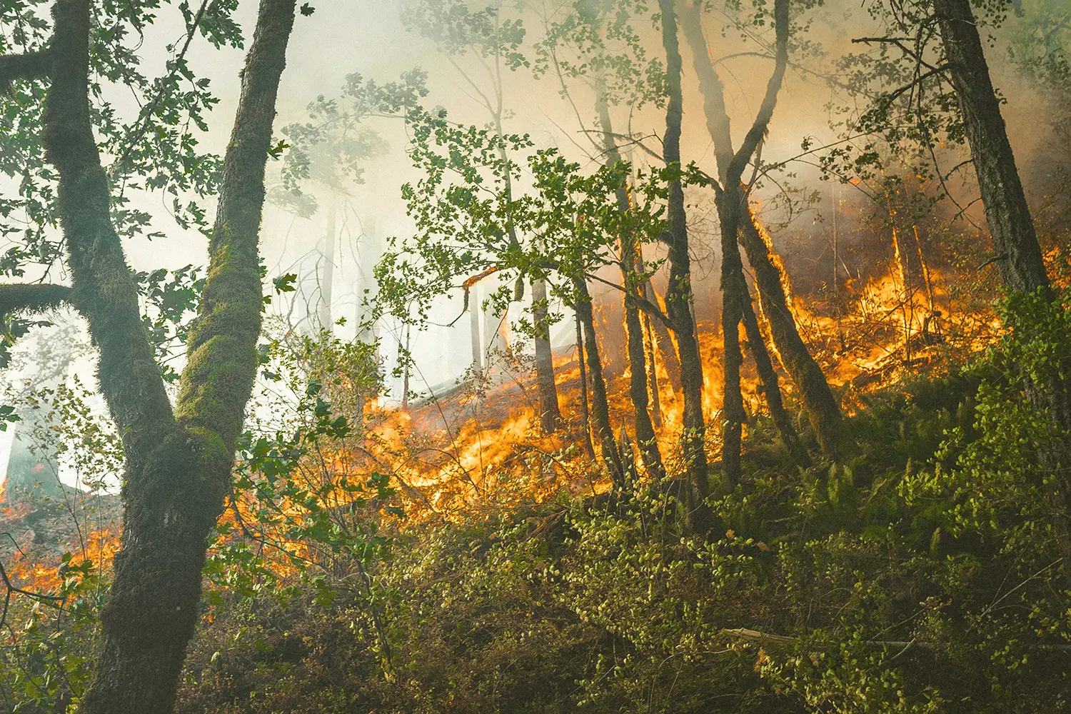 Wildfire burning through a California forest as flames rise among trees, symbolizing danger, faith under pressure, and trust in God’s protection during California wildfires.